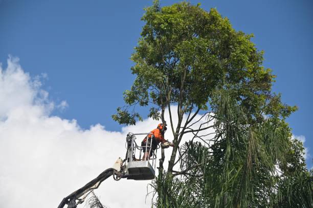 How Our Tree Care Process Works  in  Pomona, KS